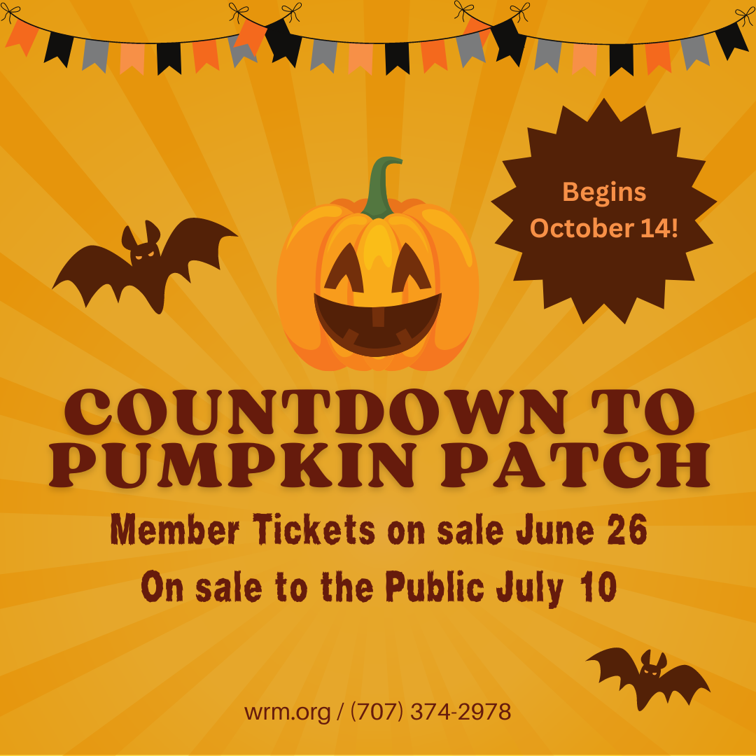 Countdown to Pumpkin Patch IG